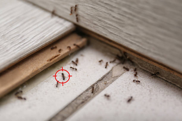 Best Wasp Removal Services  in Holmes Beach, FL