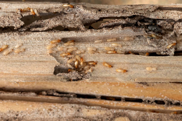Best Commercial Pest Control Services  in Holmes Beach, FL