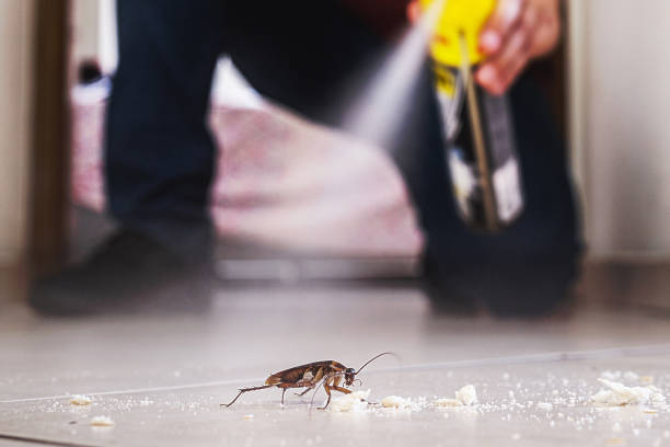 Wasp Removal Services in Holmes Beach, FL